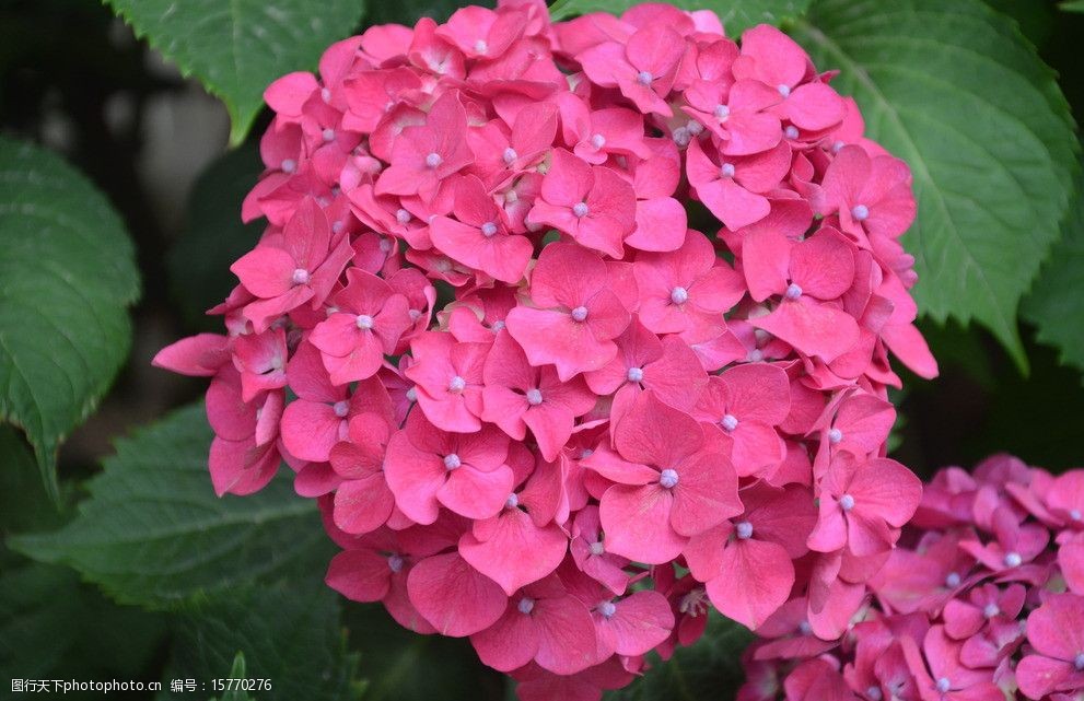 關鍵詞:八仙花 花卉 繡球 紫陽花 傘房花序 頂生 球狀 粉紅色 花卉