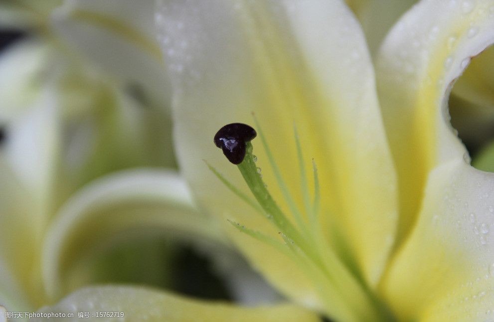 百合花蕊图片图片 图行天下素材网