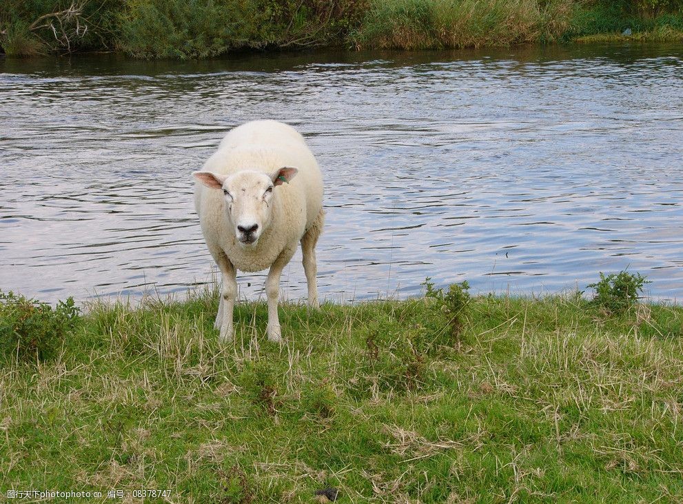 小河边的小羊图片