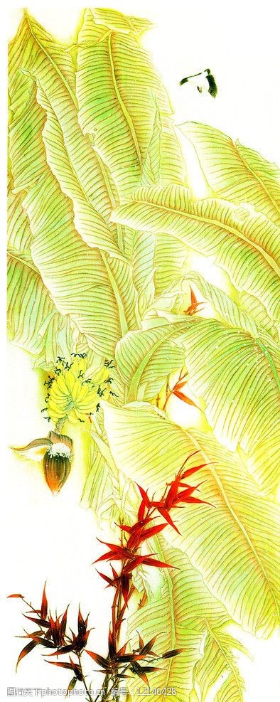 绢本芭蕉叶图片