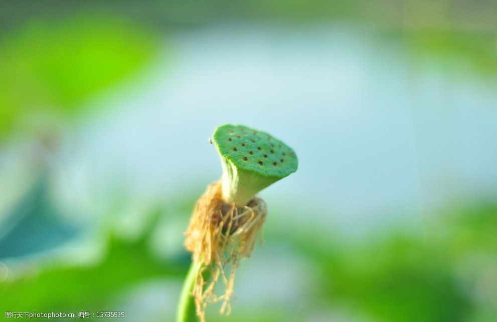 荷花莲蓬图片
