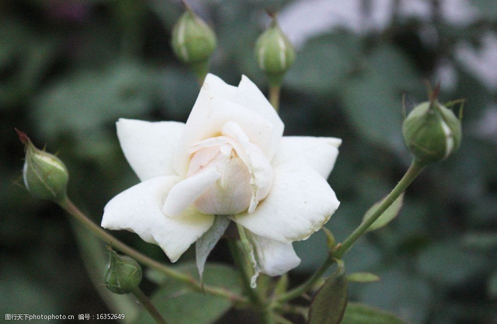 白月季花蕾图片