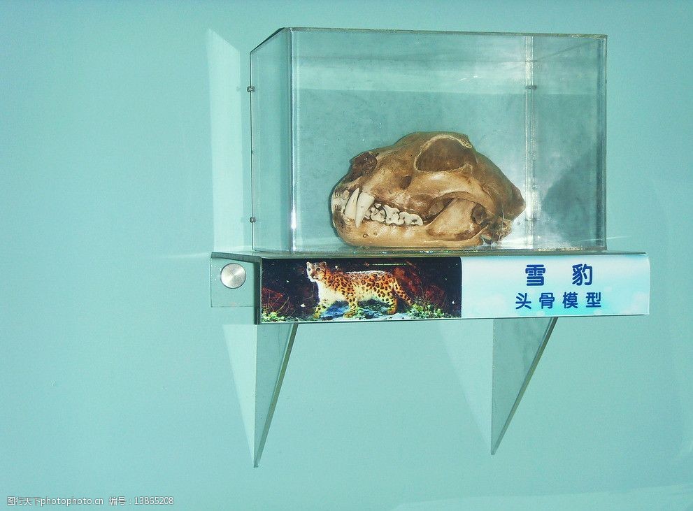 雪豹头骨模型图片
