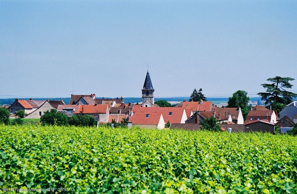 香槟区的葡萄园风光图片