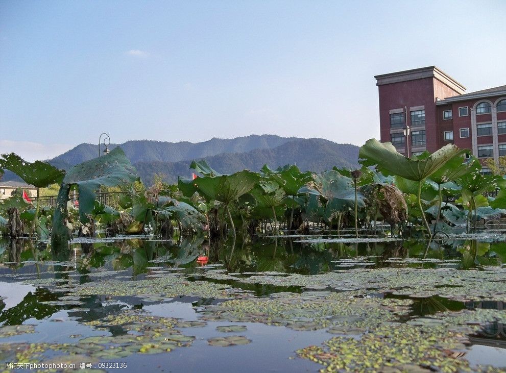 浙江工業大學荷花 浙大 荷花 荷塘 荷葉 湖水 建築 天空 風景 園林