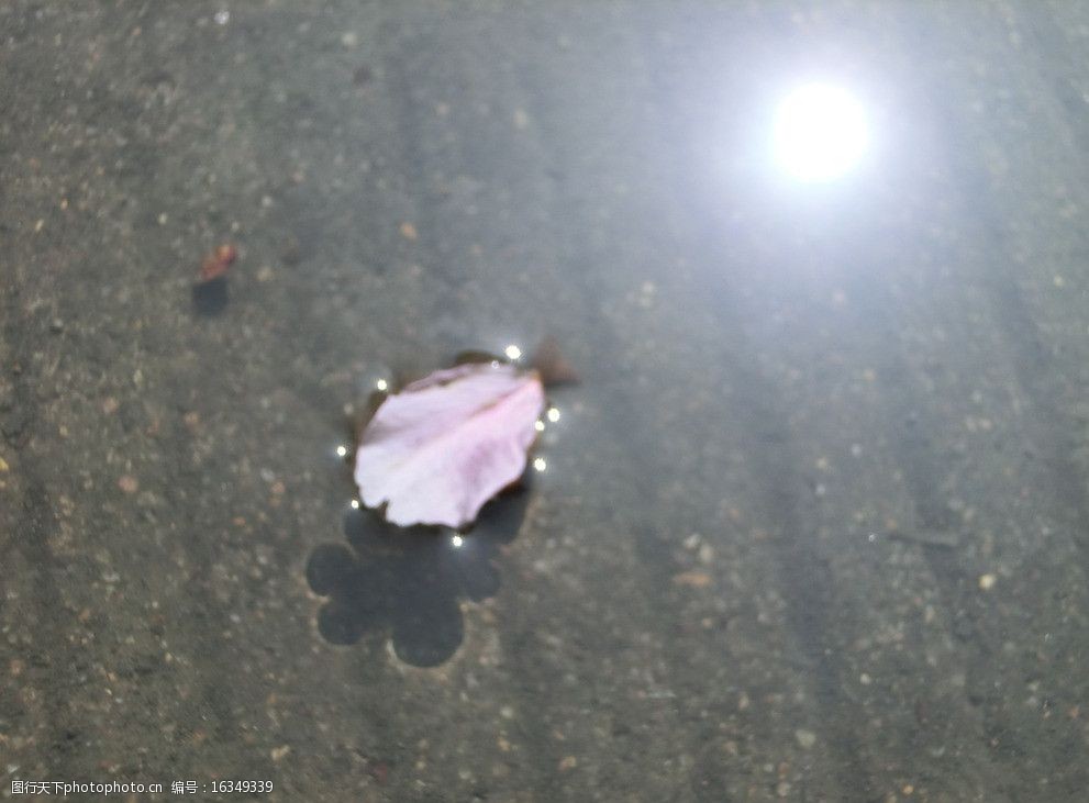 一片花瓣飘在水上图片图片 图行天下素材网