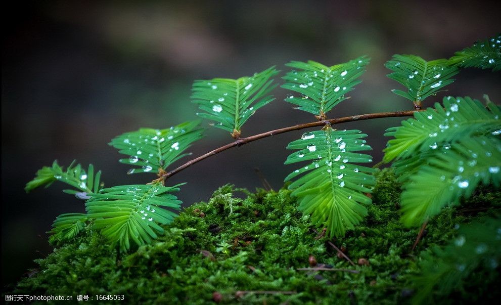 關鍵詞:含羞草 盆栽 花卉 花草 生物世界 攝影 畏懼 微距 特寫 綠色