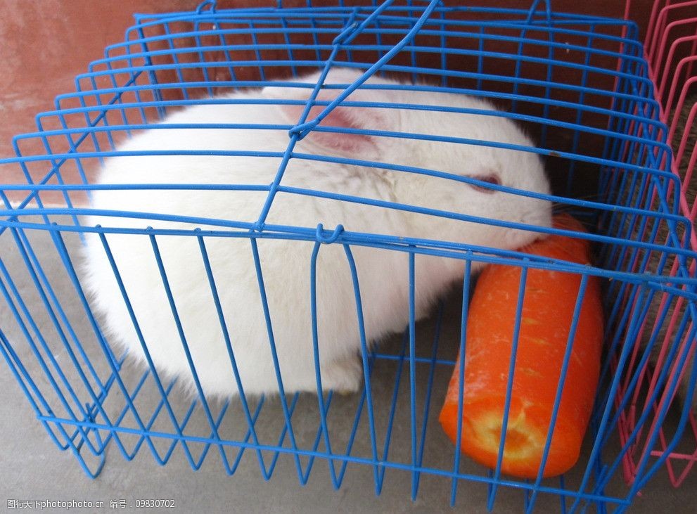 兔子被萝卜凎图片
