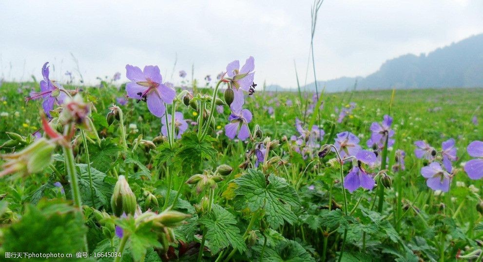 新疆昌吉市花兒溝圖片