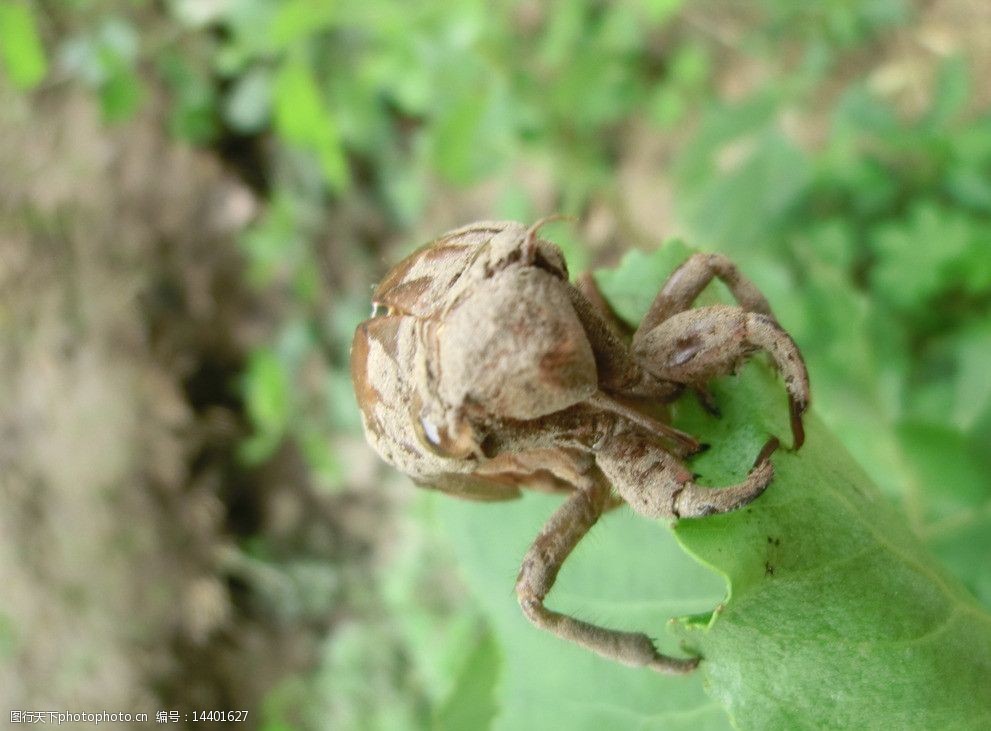 知了的幼虫的外壳图片