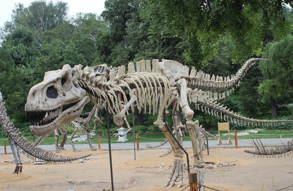 中国甲龙化石图片