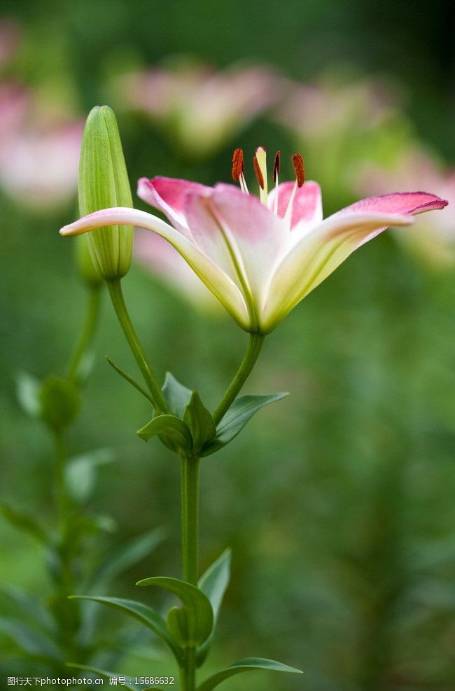 百合花鲜花背景图片