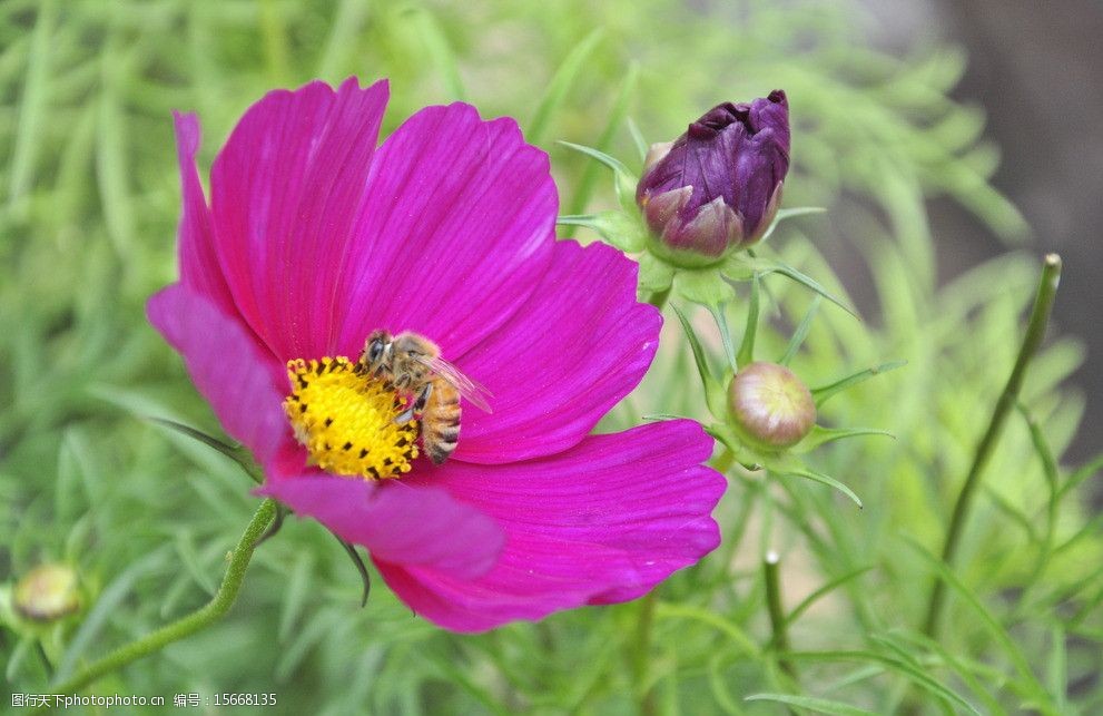 蜜蜂採蜜圖片