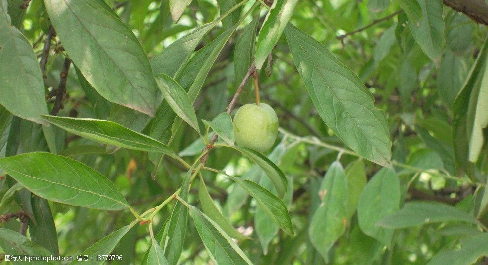 關鍵詞:李子樹果樹 李子 李子樹 果樹 樹木 綠葉