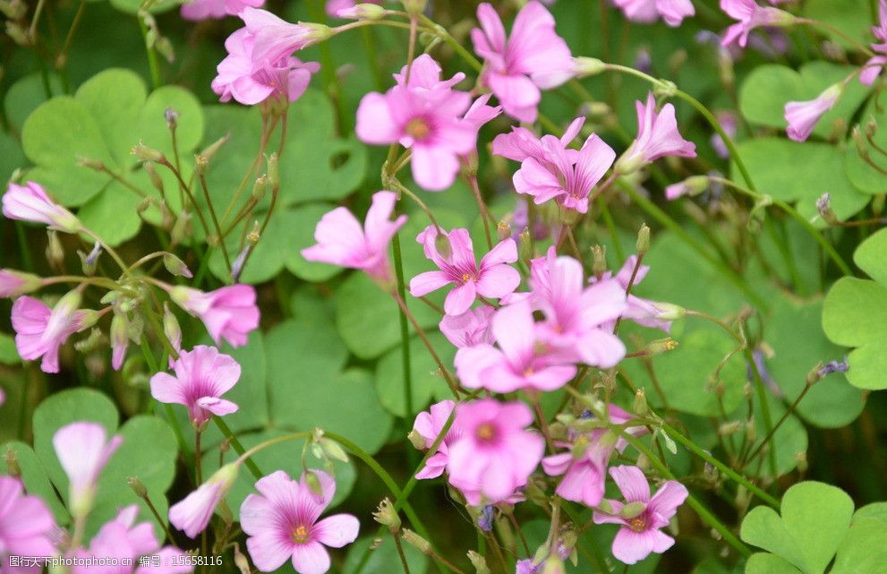 红花酢浆草图片