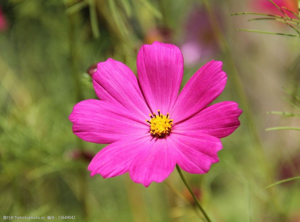 关键词:八瓣梅 绿色草丛 玫红色八瓣梅 花草 生物世界 摄影 350dpi