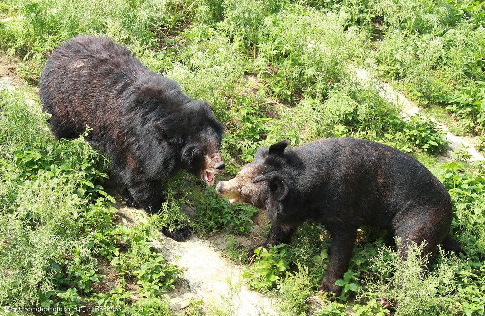 關鍵詞:兩隻黑熊打架 黑熊 狗熊 打架 野生動物 生物世界 攝影 72dpi