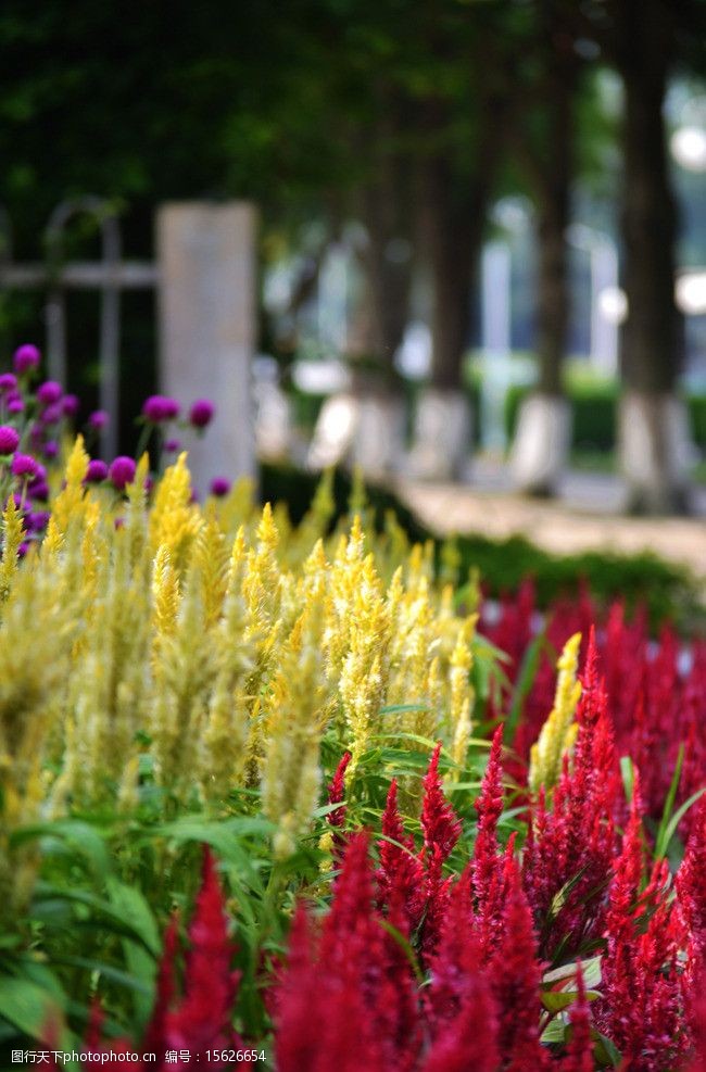 凤尾鸡冠花图片
