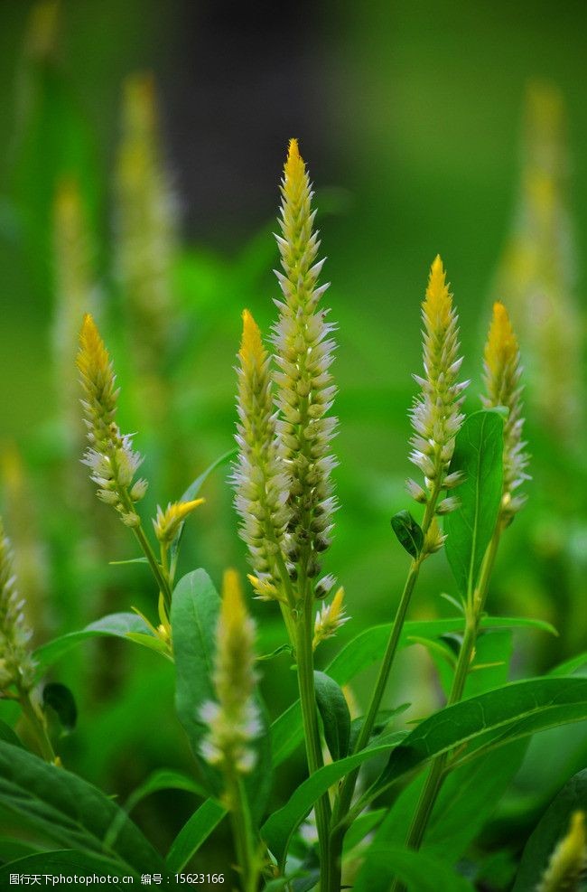 凤尾鸡冠花图片