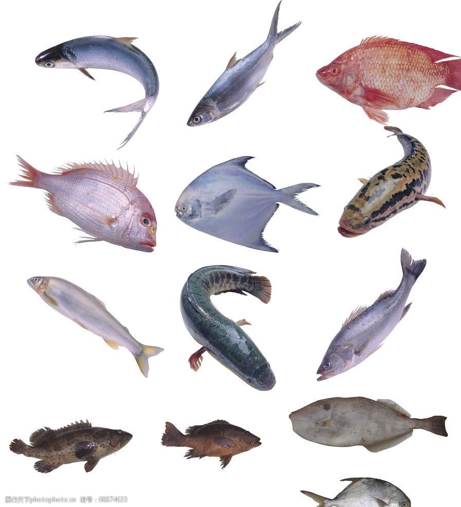 高清海鱼素材图片