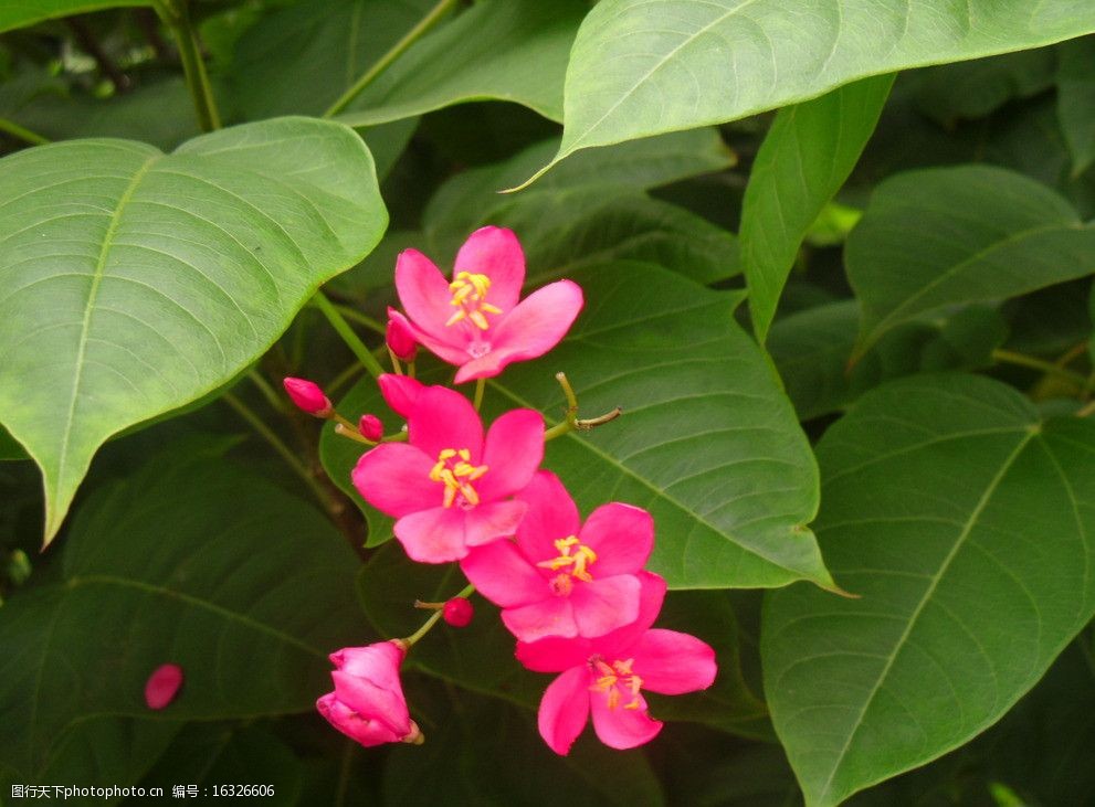 关键词:红色 小花 绿叶 花草 生物世界 摄影 96dpi jpg