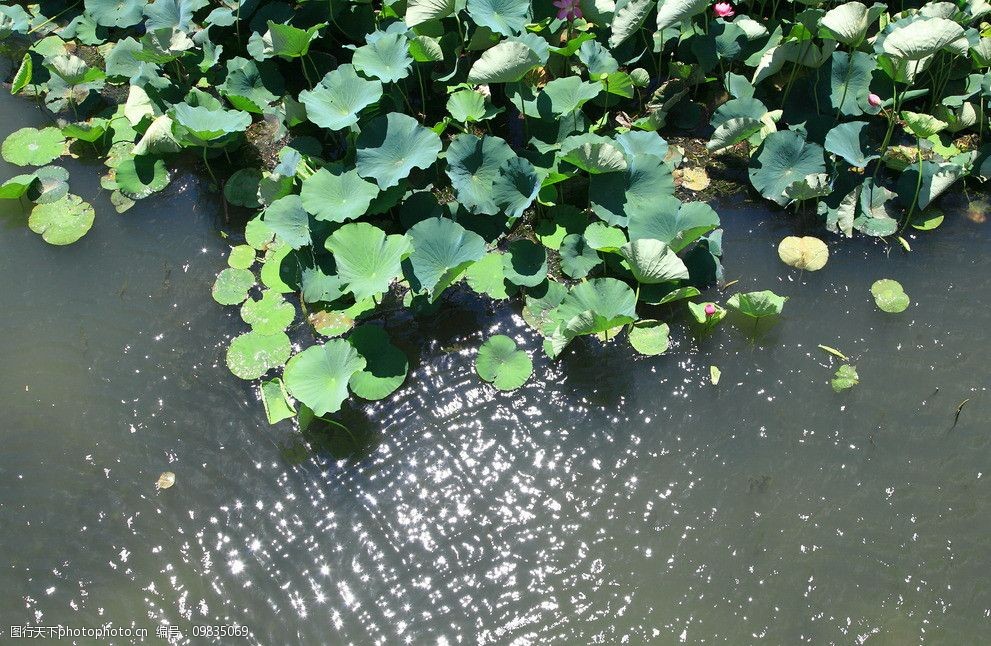 圓明園荷花池圖片